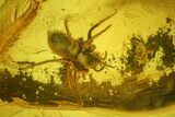 Fossil Fly and a Spider In Baltic Amber (Attack Position?) #145389-1